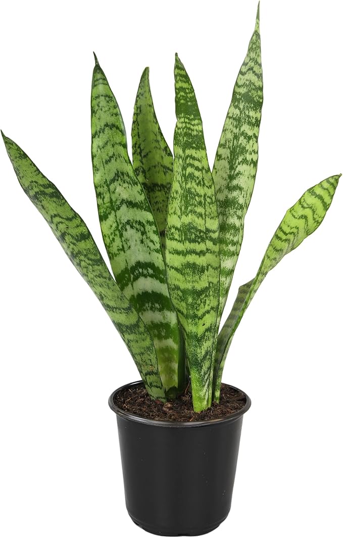 Live Snake Plant, Sansevieria Zeylanica, Indoor House Plant in Pot, Mother in Law Tongue Sansevieria Plant Live, Potted Succulent Plant, Fully Rooted Houseplant in Potting Soil by Plants for Pets