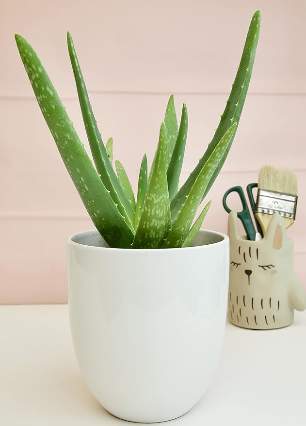 Aloe Vera Plant Live Succulent Plants, Live Aloe Vera Plant Succulents, Live Aloe Plant in Aloe Plant Pot, Aloe Plants Live Indoor Plants, Live Aloe Vera Plant Indoor House Plants by Plants for Pets