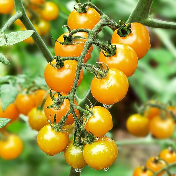 Bonnie Plants Sun Sugar Yellow Cherry Tomato - 4 Pack Live Plants, Disease Resistant, 7 - 9 Ft. Tall Plants, Great For Salads & Snacking