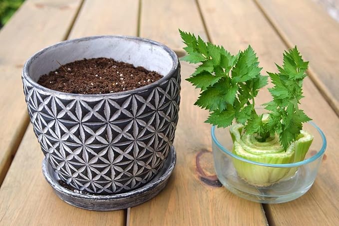 Premium Celery Potting Soil Mix - Optimal Nutrient-Rich Blend for Thriving and Crisp Celery Plants - 10 Quart