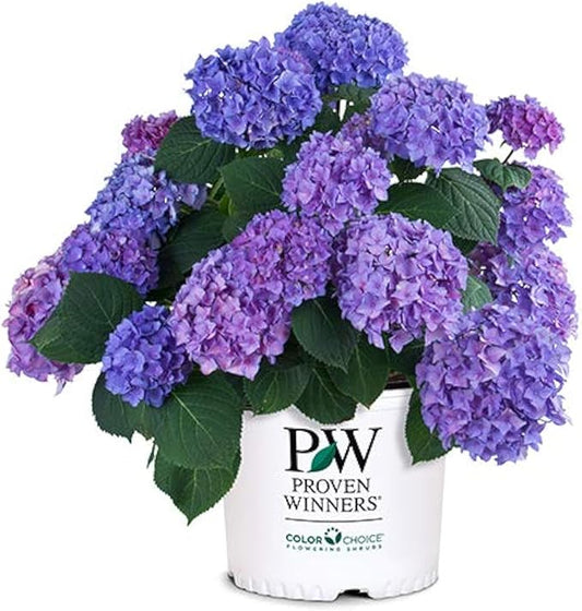 2 Gallon Proven Winners Hydrangea Let’s Dance Rhythmic Blue Shrub