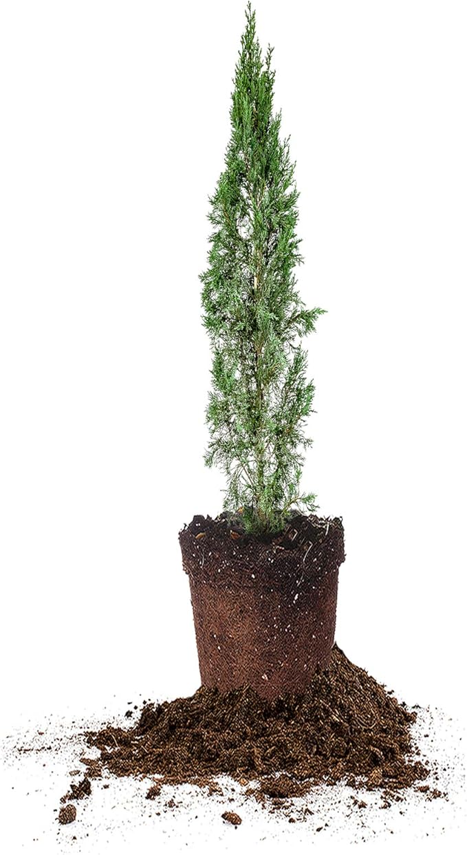 PERFECT PLANTS Italian Cypress Live Plant, 1-2', Includes Care Guide