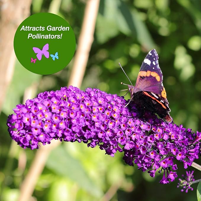 Perfect Plants Nanho Butterfly Bush Fast Growing Extraordinary Bright Purple Flowers, 3 Gal, Low Maintenance