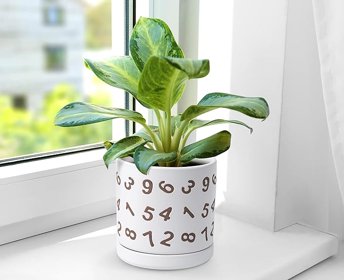 D'vine Dev Set of 2 Ceramic Planter Pots with Drainage Hole and Saucer, 4.5 Inch 6 Inch Plant Pots for Plants Indoor Houseplants, White, 99-B-1