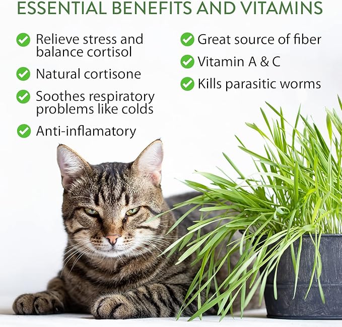 HOME GROWN 2100+ Cat Grass Seeds - Catnip Seeds, Lemongrass, Licorice, Thyme Seeds, Valerian - Grow Cat Grass for Indoor Cats - Cat Grass Seeds Bulk - Refill Cat Growing Grass Kit