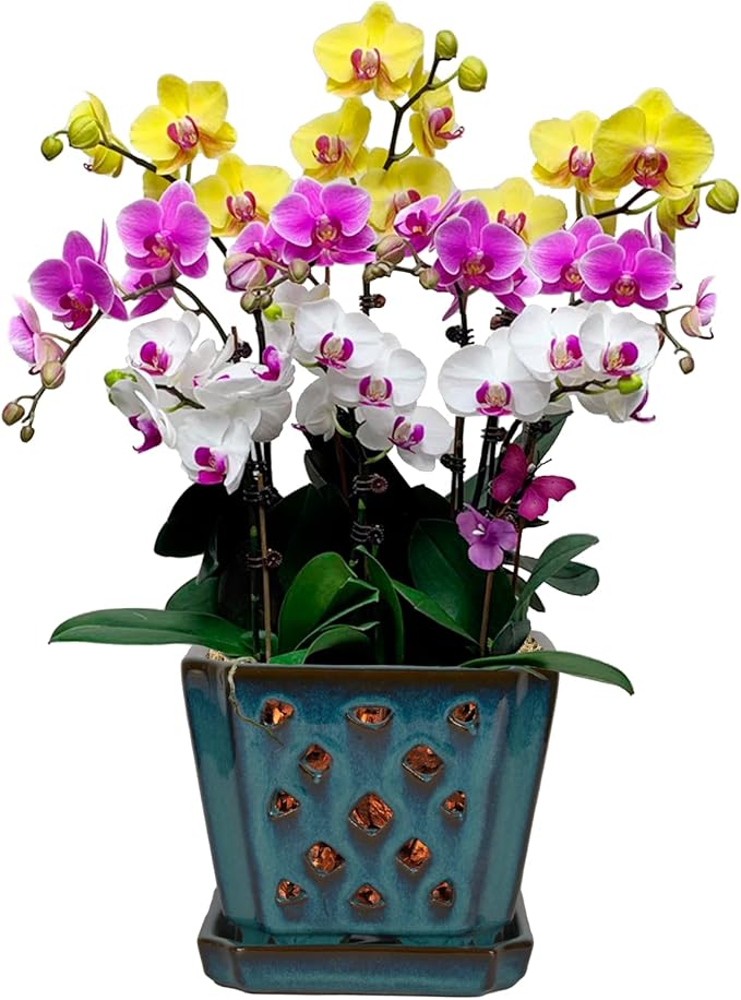 W&W Orchid Pot with Holes and Saucer for Repotting and Better Grow, Teal, 7 Inches