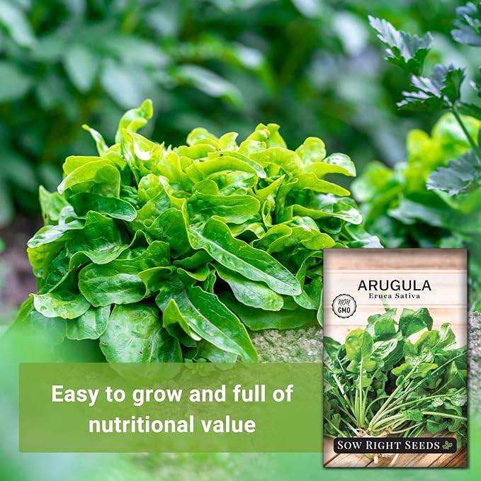 Sow Right Seeds - Arugula Seeds for Planting - Non-GMO Heirloom Seeds with Instructions to Plant a Home Vegetable Garden - Indoors, Hydroponics or Outdoors - Salad Greens - Grow Kitchen Herbs (4)