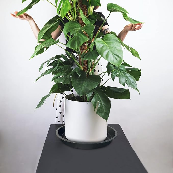 6 Pack Plant Saucer 4 6 8 10 12 14 16 18 20 22 Inch Plastic Plant Tray, Sturdy and Durable Flower Pot Container Accessories Plant Pot Saucers for Indoor and Outdoor (12 Inch, Gray)