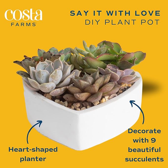 Costa Farms Mini Succulent DIY Heart Kit Fully Rooted, 2-inch Live Indoor Plant, 4-Inches Tall, Heart Frame DIY Kit| Valentines Day Gift | Valentines Day Decoration