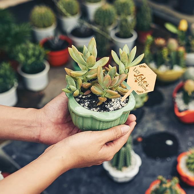 Let Love Grow Succulent Tags Wedding Favors, PARBEE 40PCS Hexagon Plant Sticks Wooden Stake Signs for Wedding Bridal Shower Baby Shower Anniversary Succulent Party Favors