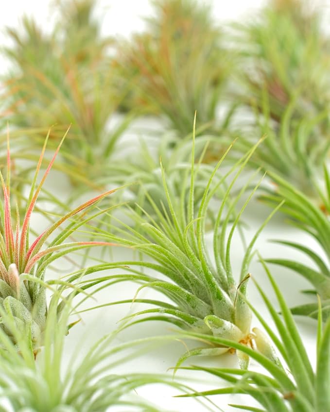 Shop Succulents Ionantha Tillandsia Air Plants, Assorted Mini Live Indoor Plants for Home Decor & Gifts, Low Maintenance, Natural Air Purifier, Hanging Plants, Favors, Terrarium Plants, Pack of 50