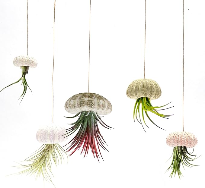5 Pack Mini Sea Urchin Shell Air Plant Holders- 5 Styles Decorative Hanging Air Plant Pot, Tillandsia Succulent Display Container for Home Gardening Gifts Garden Beach Theme Party Decors, No Plants