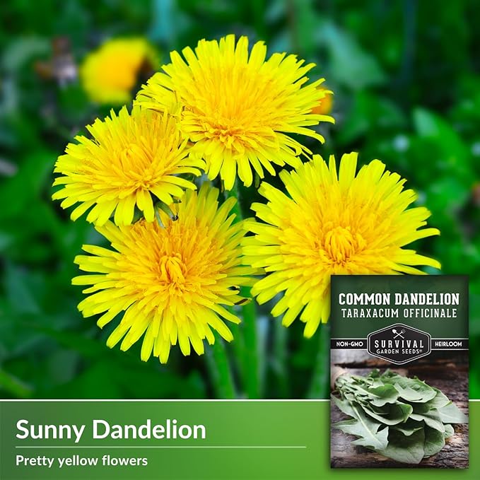 Survival Garden Seeds Common Dandelion Seed - 5 Packs with Instructions to Plant & Grow Nutritious Medicinal Plants & Leafy Greens in Your Home Herb or Vegetable Garden - Non-GMO Heirloom Variety