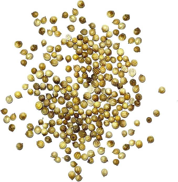 Seed Needs, Cilantro Herb Seeds - 250 Heirloom Seeds for Planting Coriandrum sativum - Non-GMO & Untreated