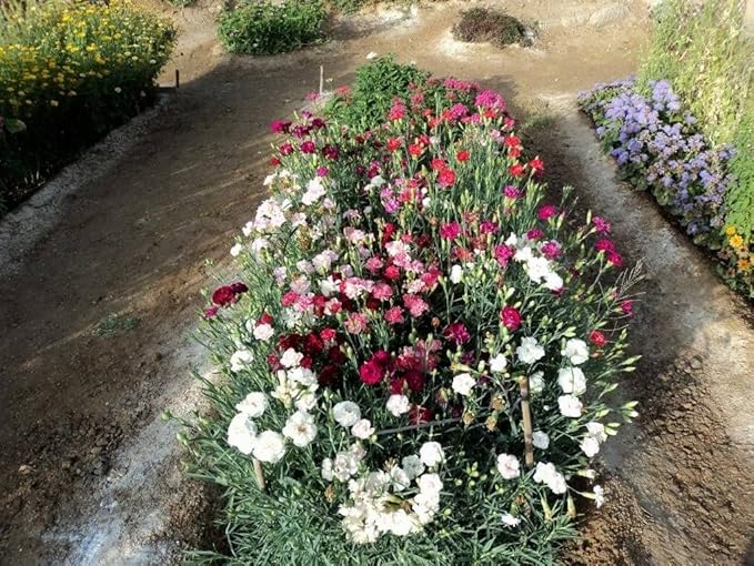 Seeds Carnation Shabo Mix Biennial Flowers