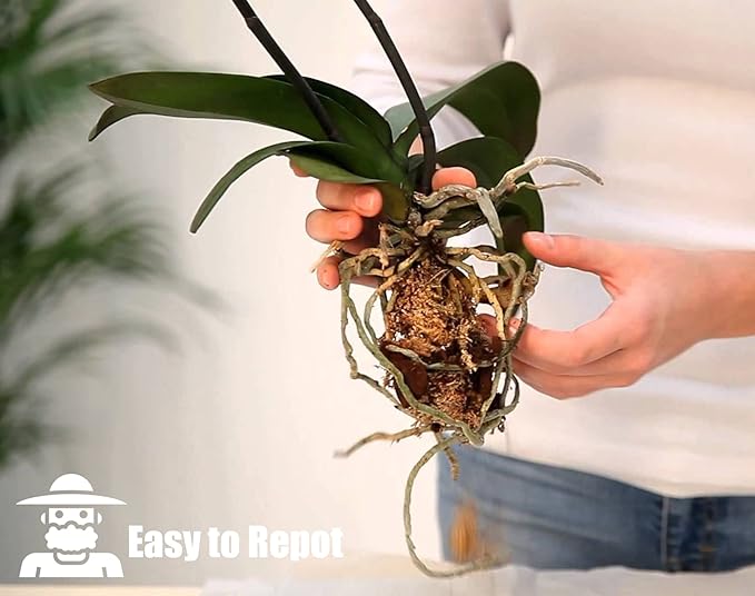 Orchid Bark for Plants, Organic Pine Bark for Proper Root Development for Phalaenopsis, Cattleyas, Dendrobiums, Oncidiums, Paphiopedilums and More(4qt, Small(4-8mm))