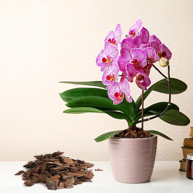 Potting Mix for Indoor Plants (Orchid Bark, 1.0, Quart)