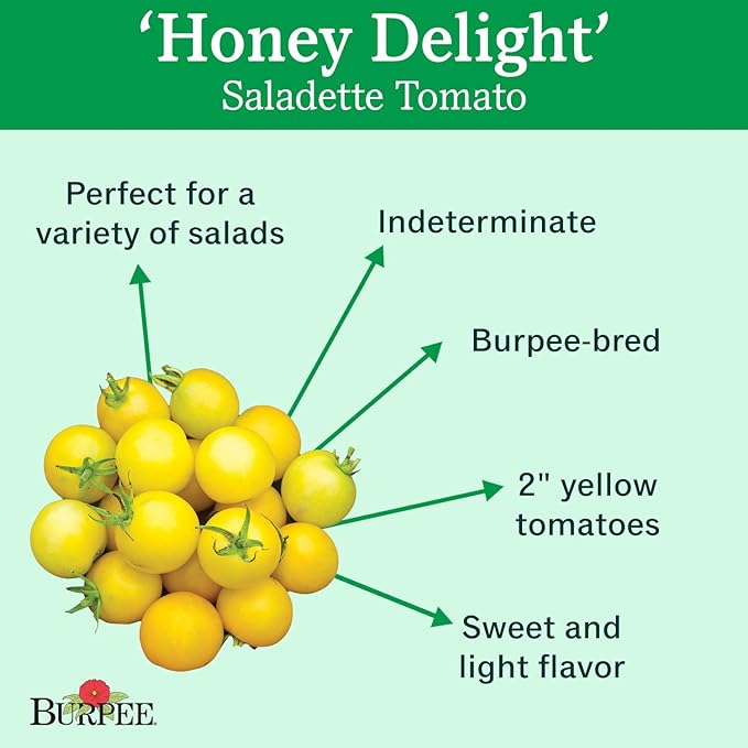 Burpee 'Honey Delight' Hybrid | Yellow Slicing Saladette Tomato | 50 Non-GMO Seeds