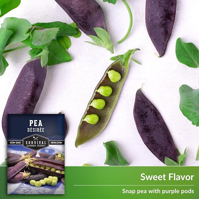 Desiree Pea Seed for Planting - 2 Packets with Instructions to Plant and Grow Delicious Purple-Podded Snap Peas in Your Home Vegetable Garden - Non-GMO Heirloom Variety - Survival Garden Seeds
