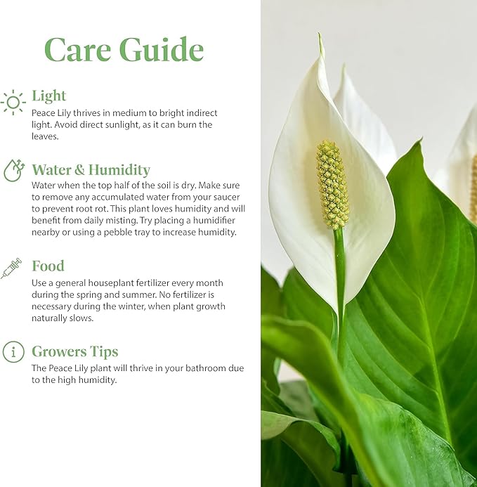 American Plant Exchange Peace Lily, Live Spathiphyllum Plants, 4-Inch Pots, 4 Pack in Deco Covers, Flowering Houseplants, Easy Care, Low Light, Perfect for Housewarming, Sympathy, or Party Gifts
