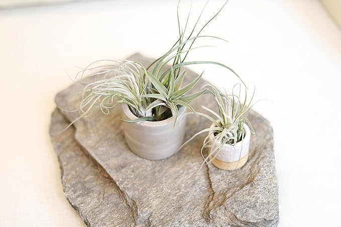 Tillandsia Air Plants Live Indoor Plants (6PK), Airplants Variety Live Plant Kit, Tropical Plants Live Houseplants, Air Plant Live Succulents Plants Live Plants Indoor House Plants by Plants for Pets