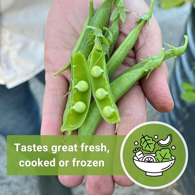 Sow Right Seeds - Sugar Ann Dwarf Pea Seeds for Planting - Non-GMO Heirloom Packet with Instructions to Plant an Outdoor Home Vegetable Garden - Short Bushes with a Crisp Snap - Spring and Fall (1)