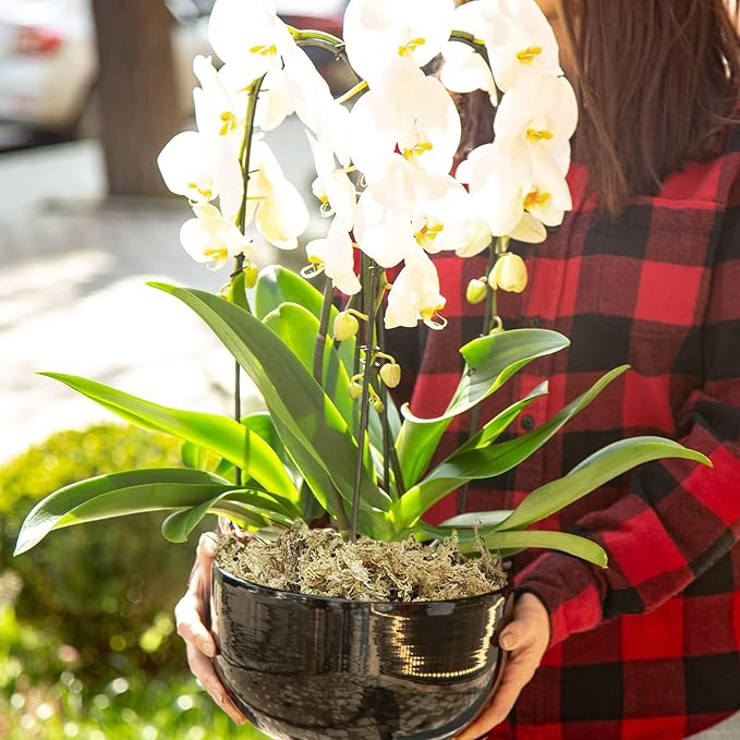 ZeeDix 170g Sphagnum Moss for Plants, 8QT Natural Long Fibered Sphagnum Peat Orchid Moss Bulk for Carnivorous,Orchids,Sarracenia,Succulent,Venus Fly Traps and Reptiles