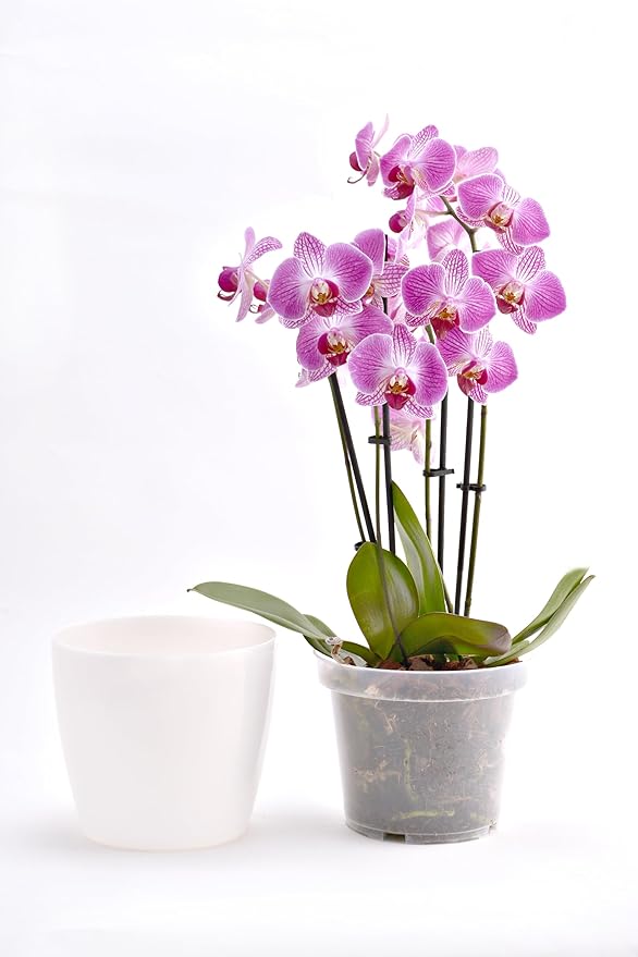 SMEREKA 6-Inch Orchid Pot Set with Drainage Holes - Inner and Outer Pots for Optimal Orchid Growth