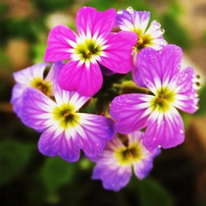 CHUXAY GARDEN Malcolmia Maritima-Virginia Stock 4000 Seeds Popular Annual Striking Landscaping Plant Low-Maintenance