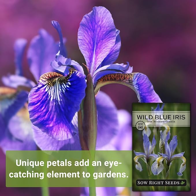 Sow Right Seeds - Wild Blue Iris Flower Seeds for Planting - Florist Favorites - Beautiful Flowers to Plant in Your Garden - Non-GMO Heirloom Seeds - Native Perennial - Wonderful Gardening Gifts (1)