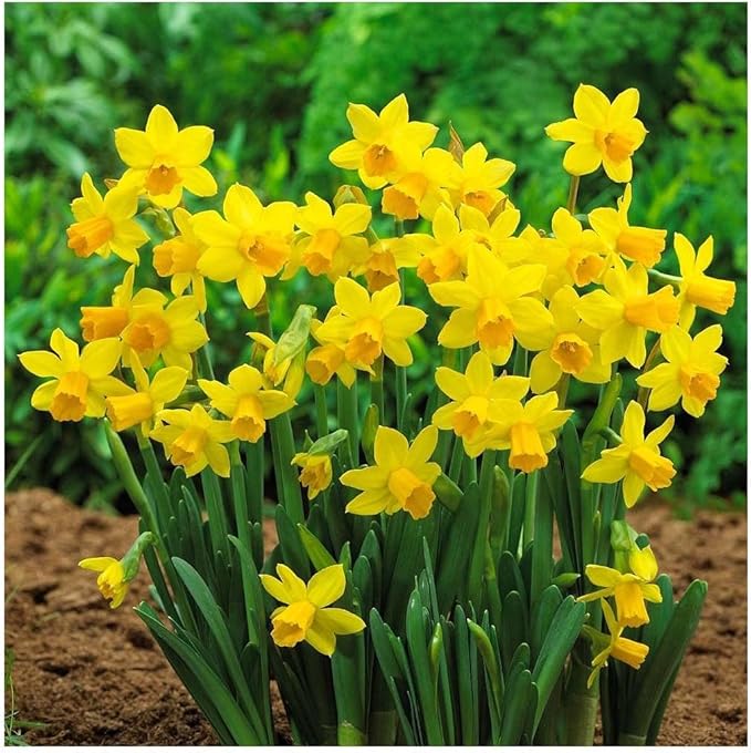 10 Tete a Tete Narcissus Bulbs - Top Size Daffodil Bulbs