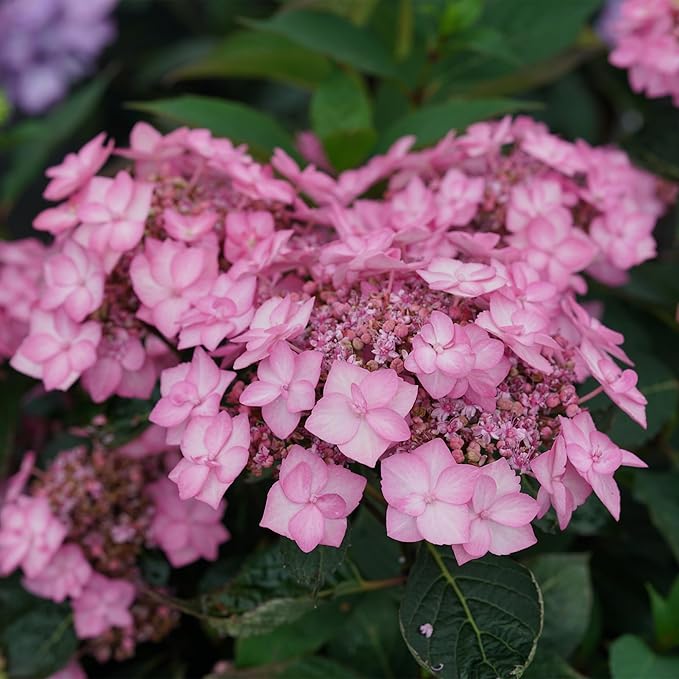 2 Gallon Proven Winners Hydrangea Let's Dance Can Do Shrub