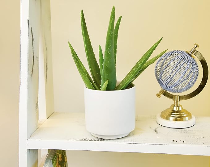 Aloe Vera Plant Live Succulent Plants (3 Pack), Live Aloe Vera Plant Succulents, Live Aloe Plant in Aloe Plant Pot, Aloe Plants Live Indoor Plants, Succulents Live House Plants by Plants for Pets