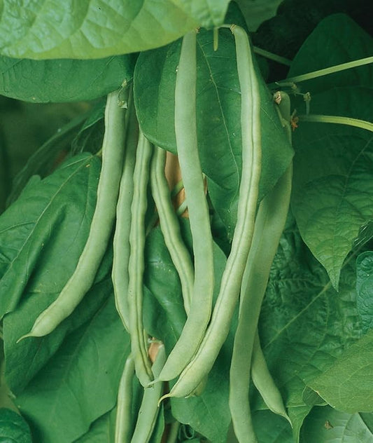 Burpee Kentucky Wonder Pole Bean Seeds 8 ounces of seed