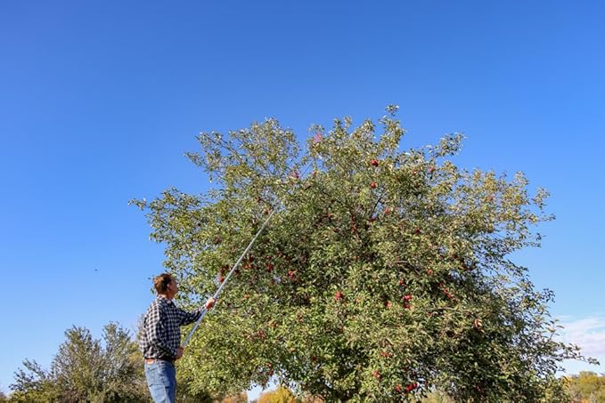 21ft Reaching Fruit Picker with Lightweight Rigid Pole – Patented Compact Foldable Design with Twist on Head – 2 in 1 Combo Pack – MESH Carrying Bag Included