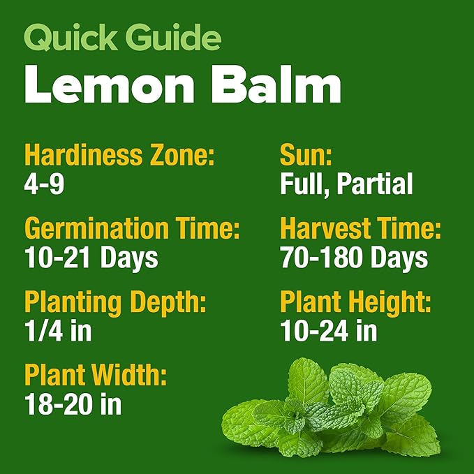 HOME GROWN Lemon Balm Seeds Pack - 806 Non-GMO Heirloom Herbal Tea Seeds - Bulk Lemon Balm Seeds for Planting Herbal Tea Gardens Indoors or Outdoors - USA Sourced Herb Seeds (Melissa officinalis)