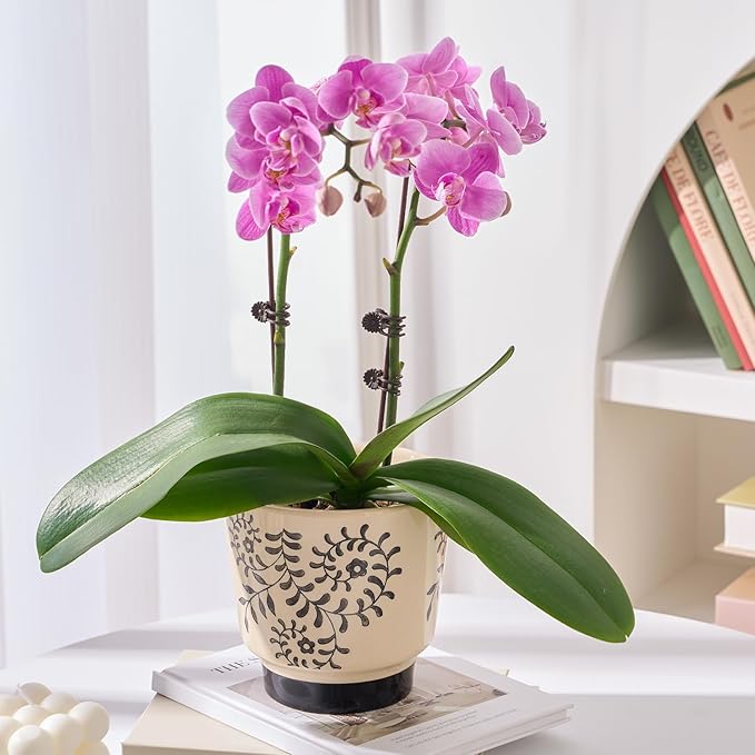 Indoor Ceramic Plant Pots with Drainage Holes 5 Inch Cute Succulent Flower Pots Small Orchid Planter Pots for Indoor Plants Garden Pots, Flower