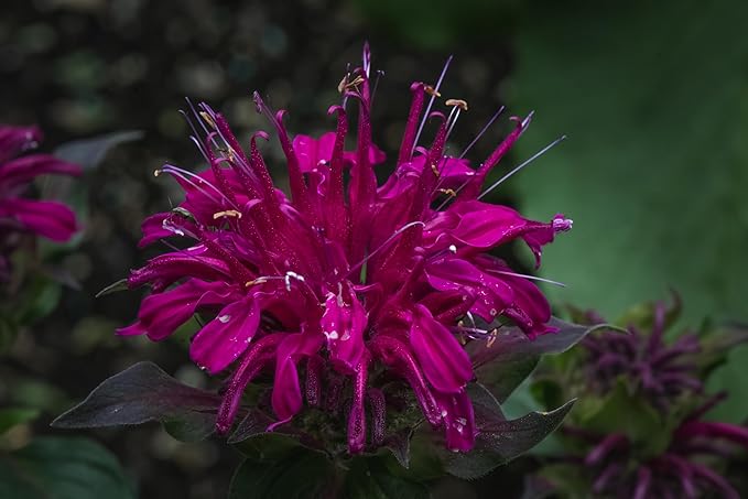 TKE Farms & Gardens - Wild Bergamot Bee Balm Seeds, 1000+ Heirloom Non-GMO Perennial Herb Seeds for Indoor/Outdoor Gardens, Attracts Butterflies & Pollinators, Monarda fistulosa