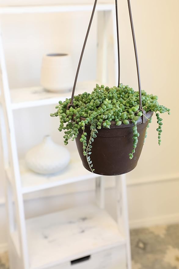 String of Pearls Plant Live Succulents in Hanging Planter, Succulents Plants Live Houseplants Mini Succulents, String of Pearls Live Succulent Live Plants Indoor Plant Indoor Plants by Plants for Pets