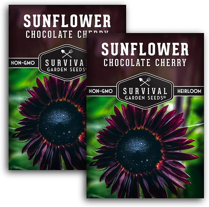 Survival Garden Seeds - Chocolate Cherry Sunflower Seed for Planting - 2 Packets with Instructions to Plant & Grow Burgundy Sunflowers in Your Vegetable & Flower Garden - Non-GMO Heirloom Variety