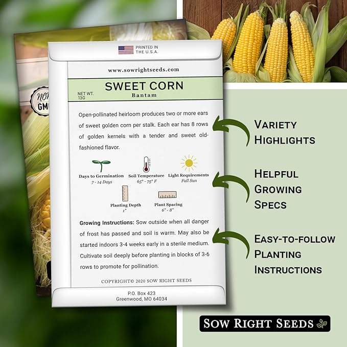 Sow Right Seeds - Bantam Sweet Corn Seed for Planting - Non-GMO Heirloom Packet with Instructions to Plant a Home Vegetable Garden - Grow Sweet Yellow Corn on The Cob - Tall Variety (1)