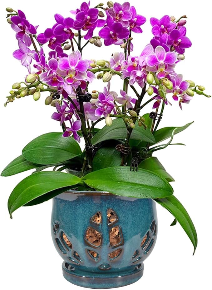 W&W Orchid Pot with Holes and Saucer for Repotting, Teal, 6.5 Inches
