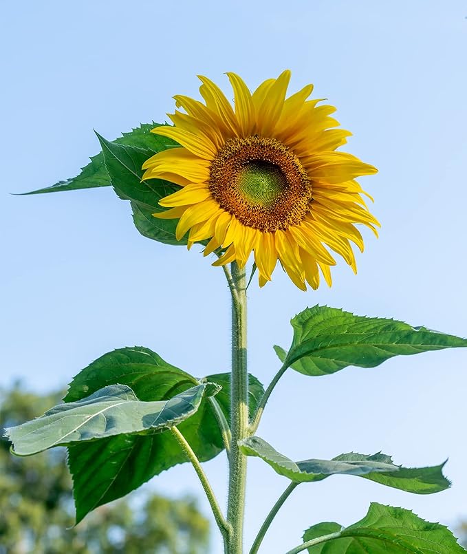 Burpee Mammoth Russian Sunflower Seeds 200 seeds