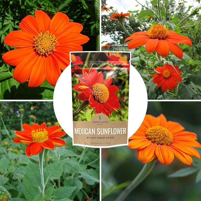 Mexican Sunflower Seeds – Bulk Quarter Pound Bag – Over 10,000 Open Pollinated Non-GMO Wildflower Seeds – Tithonia rotundifolia