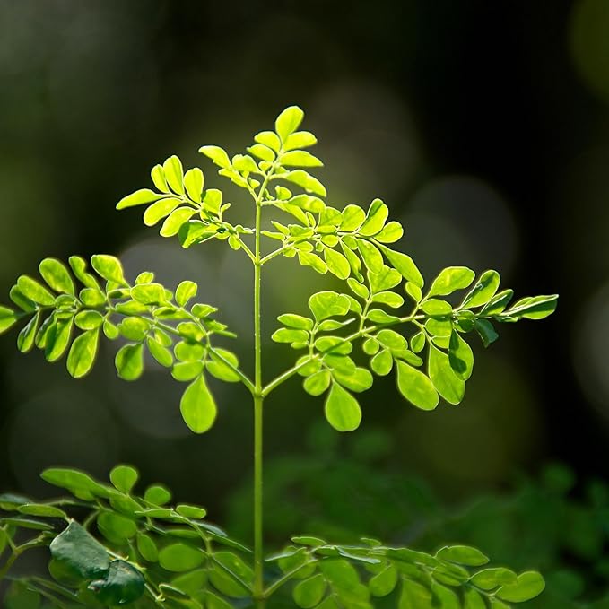 Moringa Seeds for Planting - 10 g Packet ~39+ Seeds - Grow Moringa Seeds to Eat - Moringa Plant Tree Seedlings - The Tree of Life, Moringa Oleifera