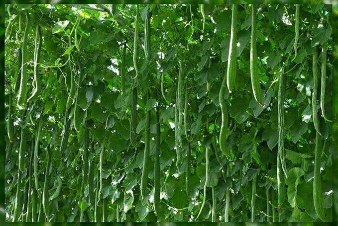 Seeds Cucumber Chinese Miracle Long Heirloom Vegetable Non GMO (20 Seeds)