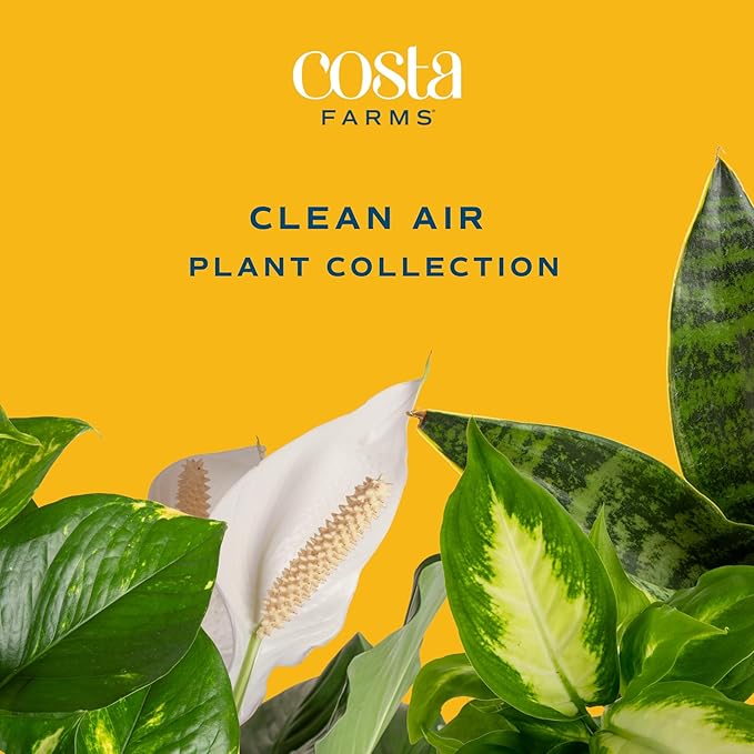 Costa Farms Live Plants (Pack of 2), Easy to Grow Real Indoor Houseplants, Air Purifying Plants, Grower's Choice in Home Décor Indoors Plant Pots, New House Gift or Room Décor