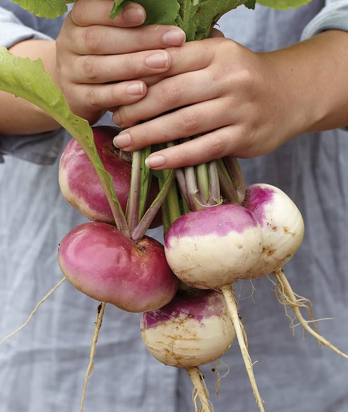 Burpee Purple Top White Globe Turnip Seeds 5000 seeds