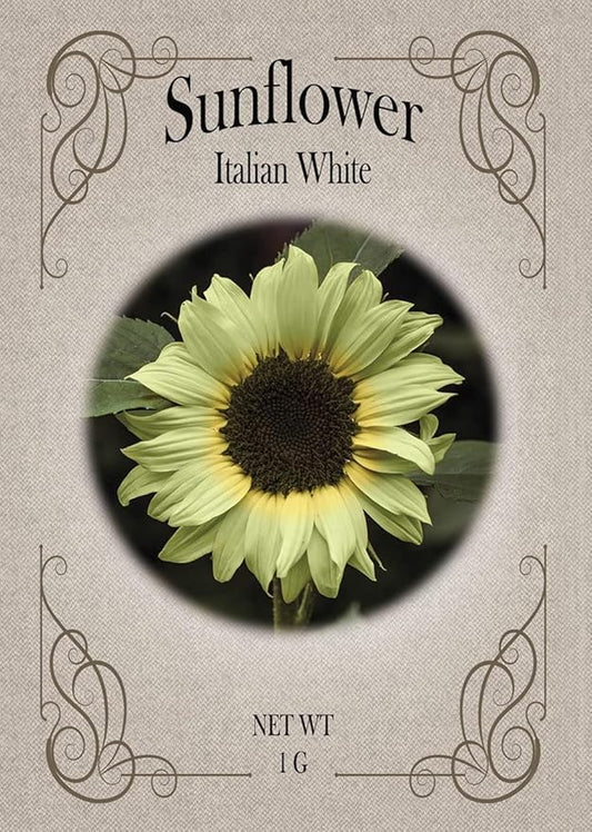 Black Duck Brand Set of Flower Seed Packets! Flower Seeds in Bulk - Great for Creating The Garden of Your Dreams! (200, Italian White Sunflower)