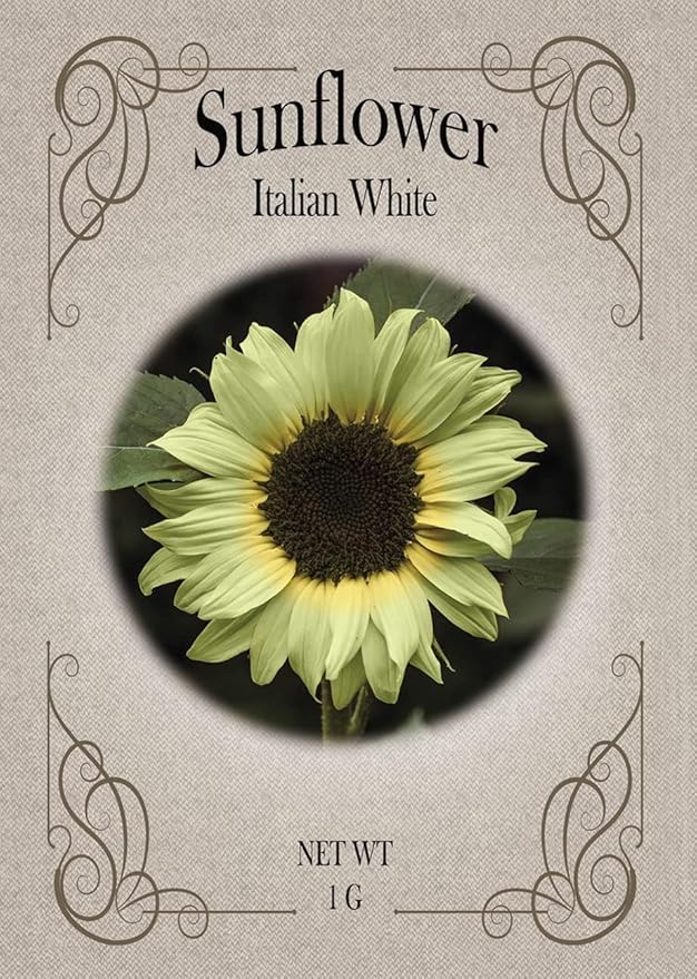 Set of Flower Seed Packets! Flower Seeds in Bulk - Great for Creating The Garden of Your Dreams! (100, Italian White Sunflower)